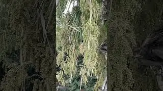 Испания что же это такое плодоносит? 