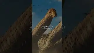 Таково творение Аллаха #напоминание #каран