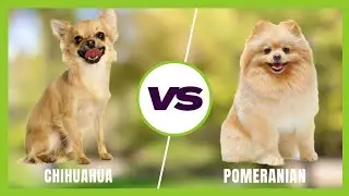 Pomeranian vs. Chihuahua: Which is the Better Breed for You?