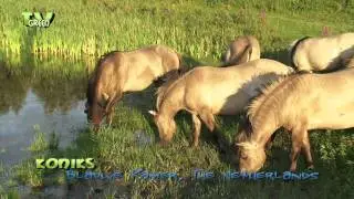 Konik paarden jonge hengsten in de Blauwe Kamer