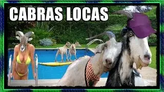 Cabras Divertidas Locas Compilacion | Funny Goats Crazy :.