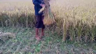 Paddy Cutter - By Machine Man