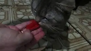 Максик кушает хурму...