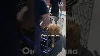 #отлов_собак #карантин #собака #животные #московский #красная_пахра #щенки #пушистыйдруг #россия