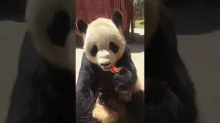 Panda's daily life