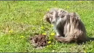 Как кот крота проучил