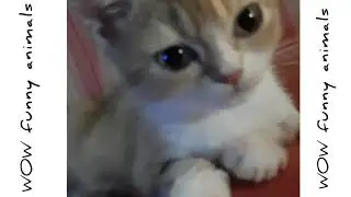 🐈cмешной и забавный котенок Тиша
