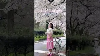 Cherry blossom in Jeju Korea🌸🇰🇷 #korea #sakura #travel