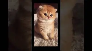 Ну нет слов - МИЛАШ🐈☺️