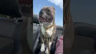 #shortsfeed