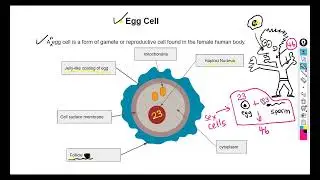 CSEC Biology   Basics   Part 3