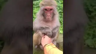 Monyet Tertawa Terbahak-bahak Ketika Perutnya di Sentuh 
