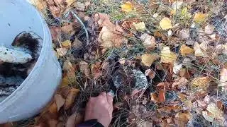 Я за грибами грузди 😉