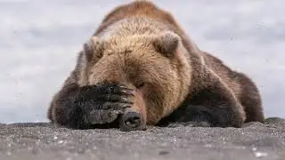 Как прекрасен этот мир.