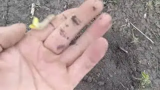 13, 05 24 рік огляд сої