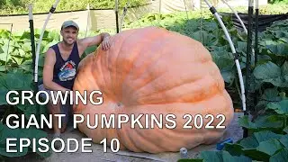 Growing Giant Pumpkins 2022 Episode 10 - Fertilizing, and September Maintenance