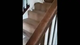 Когда кто-то пришел, а ты никого не ждал.😸When someone came and you weren't expecting anyone #shorts