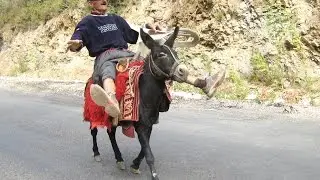 Осел украл гаишника