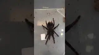 Самка и самец паука птицееда. Вид пишем в комментариях....