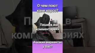 О чем поет Кане Корсо? Гранд из Форцабелло