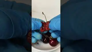 ЧЕВИ В ЧЕРЕШНИ ПОЛ МИКРОСКОПОМ