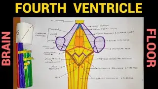 Fourth Ventricle (Floor) | Ventricles of Brain