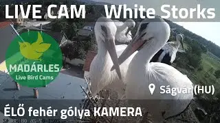 LIVE White Stork Nest Cam (Ságvár, Hungary)