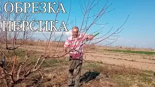 ОБРЕЗКА ПЕРСИКА