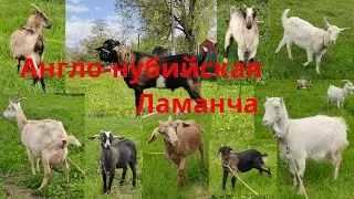 Англо-нубийские козы Ламанча Козочки и козлики ищут новый дом Граф ищет гарем Распродажа козлят
