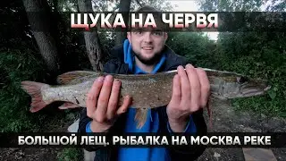 Щука на червя, большой Лещ. Рыбалка на Москва реке 14 августа 2020