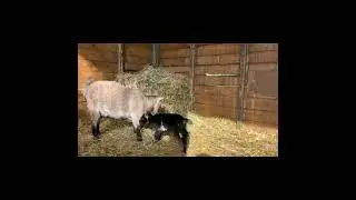 Meet Jim, our new baby goat