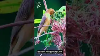 Web of Life: Weaver Birds' Nesting 🌿🕊️ 
