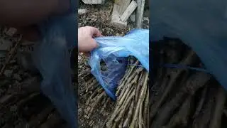 Черенки для прививки. Сорт Майкоп и Слава Адыгеи. Очень крупный орех