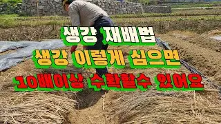 생강키우기➡️ 생강심는시기 ,생강심는방법 등 생강재배의 모든것 알려드립니다