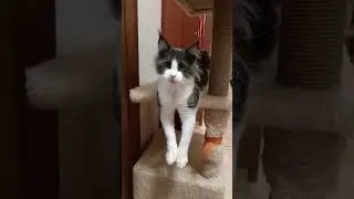 Сучит лапками.