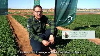 Azurite - Spinach/Espinacas | Product Video (ES)