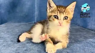 Котята Лия и Лари ищут дом!
