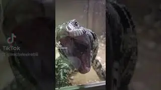 Kavu è buonissimo.  #reptiles