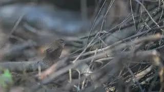 wren superstar