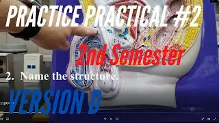 A&P PRACTICE PRACTICAL: 2nd Semester Practice Practical #2 Version D