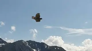 E Vogel Hawk von Pichler Modellbau