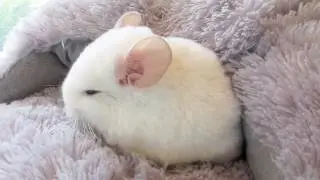 Momo the Pink White Chinchilla