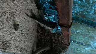 Vol de l'hirondelle au ralenti