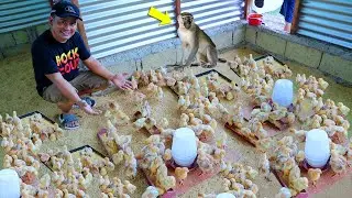 Basic tips on handling/transfer of week old chicks│the role of a pet monkey in the farm.