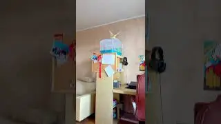 Нашли попугая на улице. Ищут хорошие ручки для попугая #попугай #попугаи #нашлипопугая