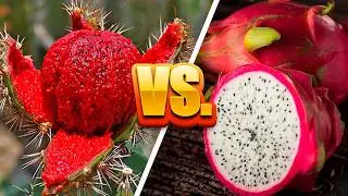 Pitaya y Pitahaya: ¿Son la Misma Fruta? Descubre la Verdad
