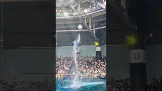 Dolphin Show -Tokyo