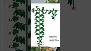 3 ways to shape cucumbers in a greenhouse
