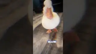 Жоски эдит с уткой #edit