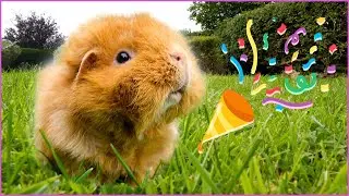 Good News for Guinea Pig! 🎉